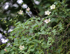 Calystegia occidentalis occidentalis