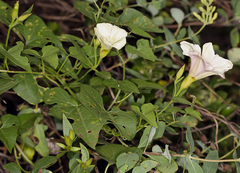 Calystegia occidentalis occidentalis
