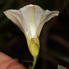 Calystegia occidentalis occidentalis