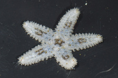 Pisaster