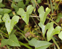 Calystegia occidentalis occidentalis