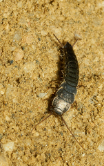 Allacrotelsa spinulata