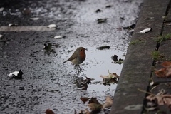Erithacus rubecula