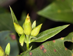 Calystegia occidentalis occidentalis
