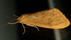 Virbia opella