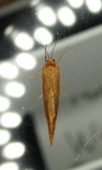 Virbia opella