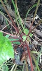 Robertium