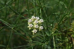 Funastrum gracile