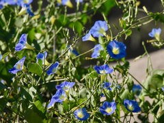 Ipomoea cardiophylla