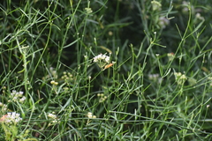 Funastrum gracile