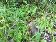 Ophrys insectifera