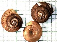 Discus whitneyi