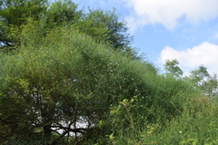 Funastrum gracile