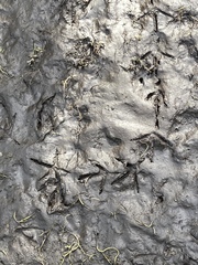 Pelecaniformes