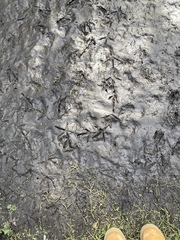 Pelecaniformes