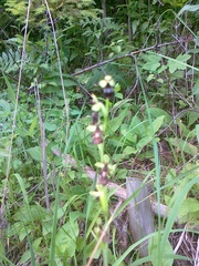 Ophrys insectifera