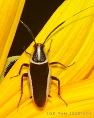 Hemithyrsocera histrio