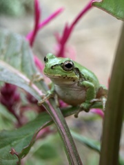 Hyla japonica