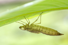 Anax guttatus