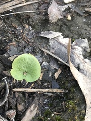 Cyrtostylis reniformis