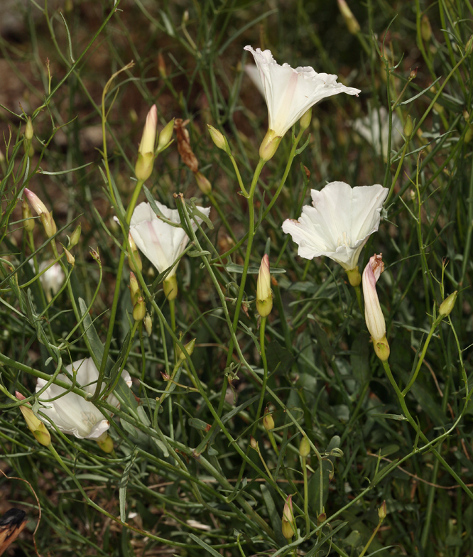 Calystegia longipes