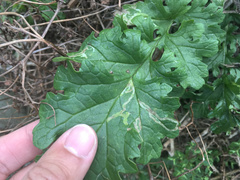 Phytomyza syngenesiae