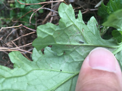 Phytomyza syngenesiae