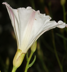 Calystegia longipes