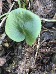 Cyrtostylis reniformis