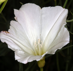 Calystegia longipes