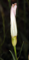 Calystegia longipes