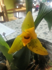 Lycaste