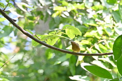 Passerina rositae