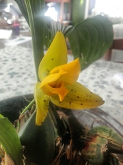 Lycaste