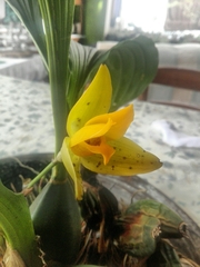 Lycaste