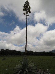 Agave applanata