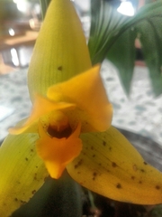 Lycaste