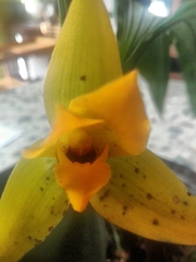 Lycaste