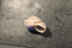Oreohelix strigosa depressa