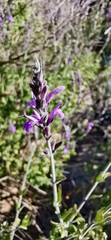 Mirandea grisea