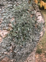 Punctelia missouriensis