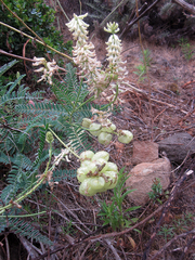 Astragalus nuttallii
