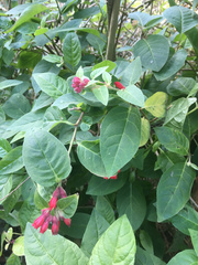 Cestrum fasciculatum