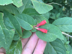 Cestrum fasciculatum