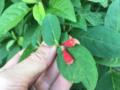 Cestrum fasciculatum