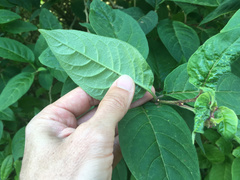 Cestrum fasciculatum