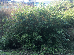 Cestrum fasciculatum