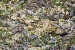 Cymbacephalus nematophthalmus