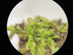 Fossombronia wondraczekii