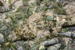 Cymbacephalus nematophthalmus